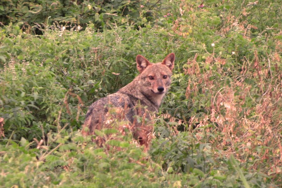 golden jackal Udawalawe sri lanka