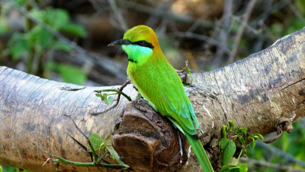 green-bee eater Udawalawe sri lanka