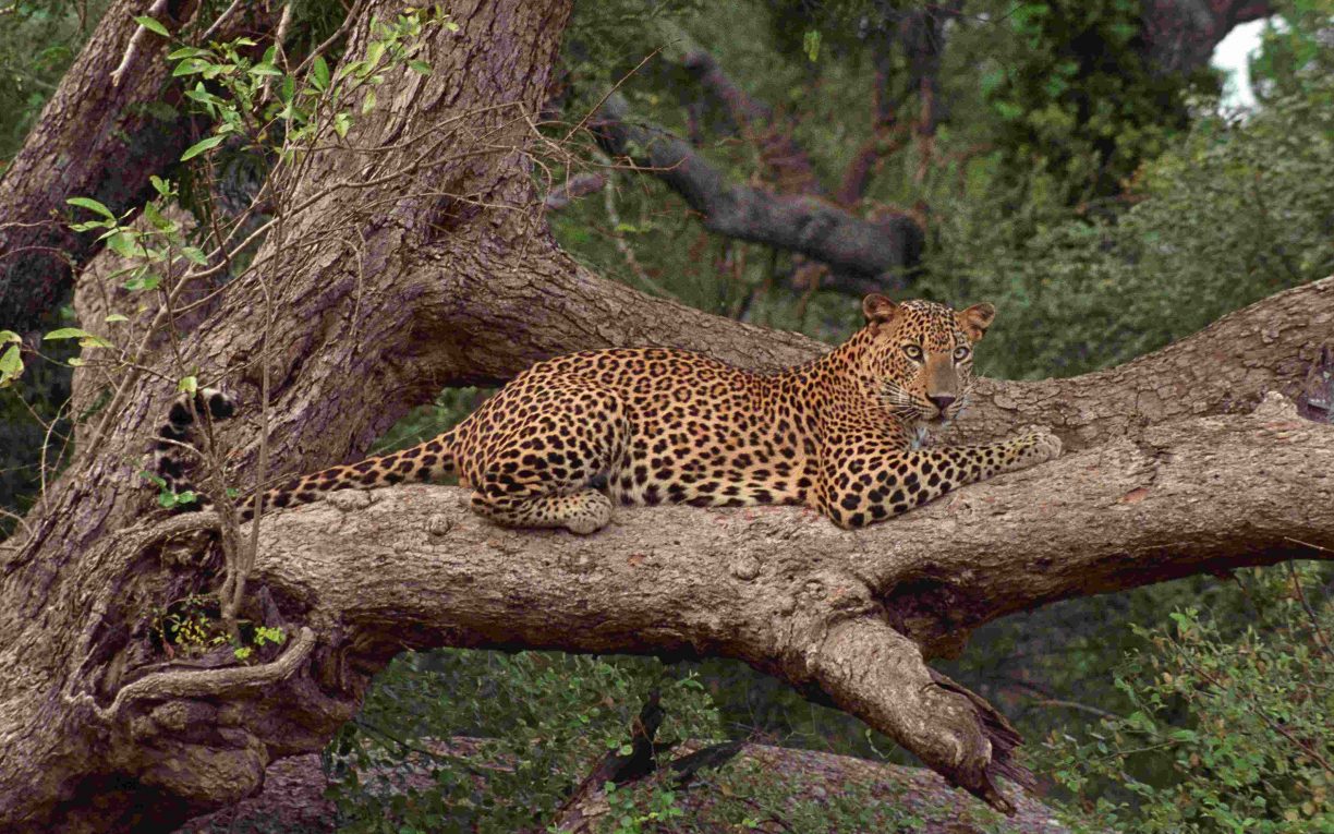 leopard sri lanka