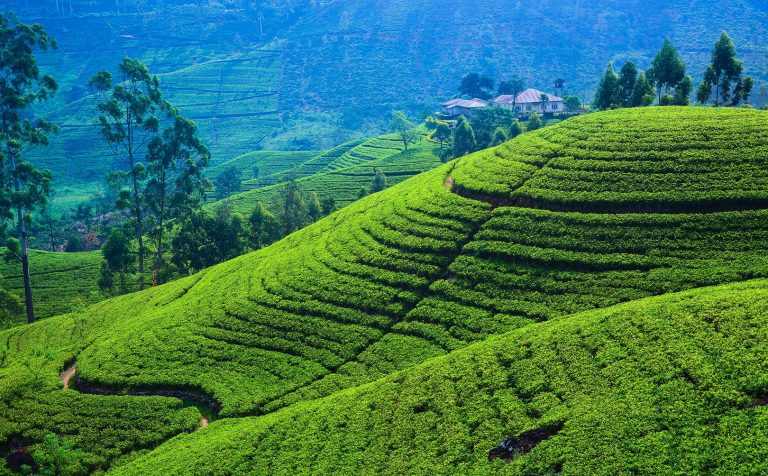 tea plantation sri lanka