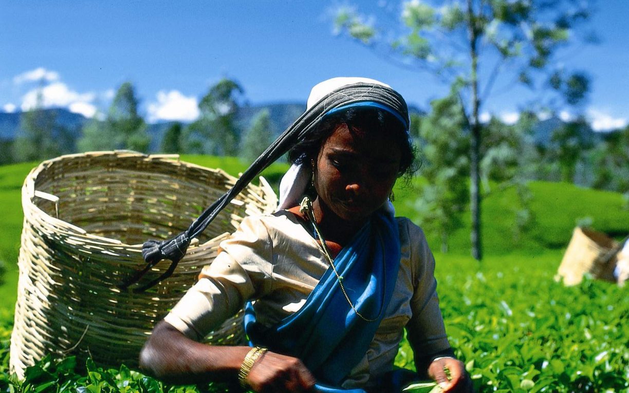 Tea Plucking Sri Lanka