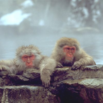 two snow monkeys yudanaka japan